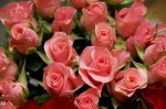 Happy Rose Day 2015 Images  (3).jpg