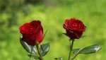 Happy Rose Day 2015 Images  (4).jpg