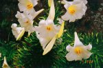 bermuda lilies.jpg