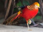 Golden-Pheasant-Bird.jpg