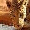 sudeshc