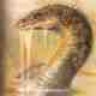 Jormund Elver
