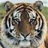 inder_chan
