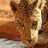 sudeshc